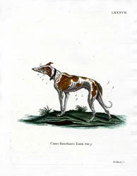 Cane domestico