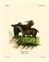 Capra domestica