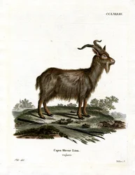 Capra domestica