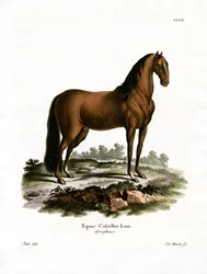 Cavallo domestico
