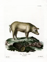 Maiale domestico