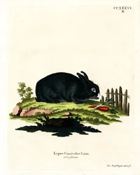Coniglio domestico