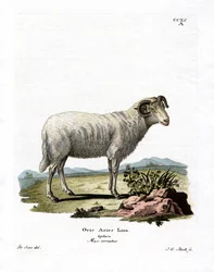 Pecora domestica