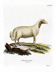 Pecora domestica