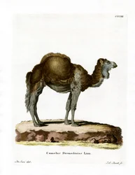 Dromedario