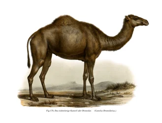 Dromedario, 1860