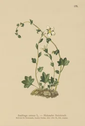 Sassifraga pendula (Saxifraga cernua)