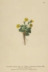 Cinquefoil nano (Potentilla minima, Potentilla brauneana, Potentilla dubia)