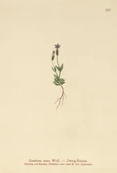 Genziana nana (Gentiana nana, Gentianella nana)