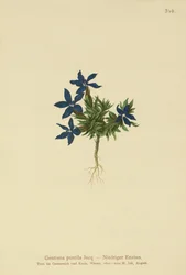 Genziana pumila (Gentiana pumila)