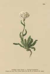Milfoil nano