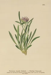 Raponzolo nano (Phyteuma humile)