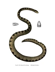 Serpente marino nano