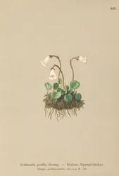 Campanula delle nevi nana (Soldanella pusilla, Soldanella alpicola)