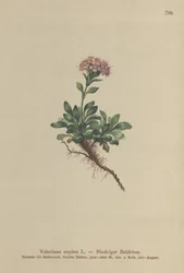 Valeriana nana
