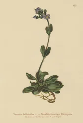 Veronica bellidioides