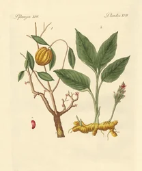 Piante tintorie