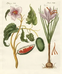 Piante tintorie