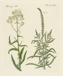 Piante tintorie