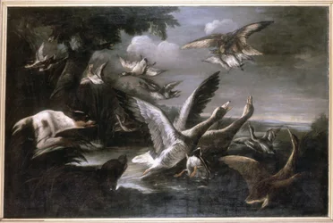 Aquila, oche selvatiche e cani