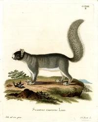 Scoiattolo grigio orientale