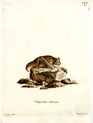 Pipistrello rosso orientale