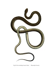 Serpente a nastro orientale