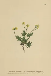 Sassifraga orientale (Saxifraga sedoides)