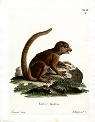 Lemure lanoso orientale