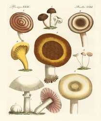 Funghi commestibili