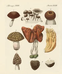 Funghi commestibili