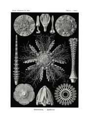 Echinoidi