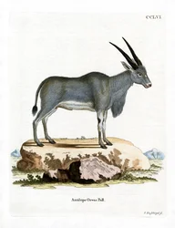 Antilope eland