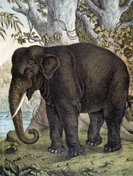Elefante - in “Storia naturale dei mammiferi”, ed. Schreiber, Monaco