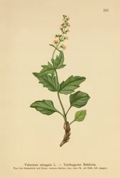 Valeriana allungata