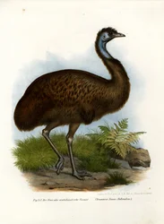 Emù, 1864