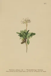 Valeriana a foglie intere