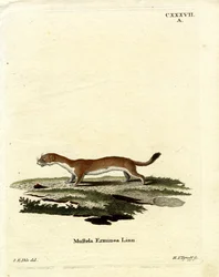 Ermellino