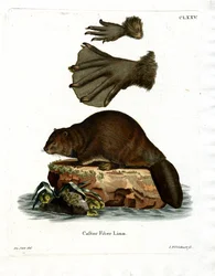 Castoro europeo