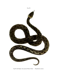 Serpente d