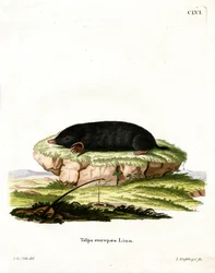 Talpa europea