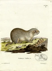 Citello europeo