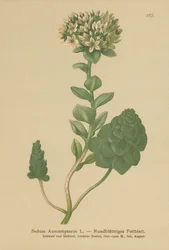 Orpine sempreverde (Sedum Anacampseros, Hylotelephium anacampseros)