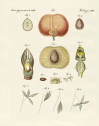 Evoluzione e riproduzione delle piante e sonno delle foglie