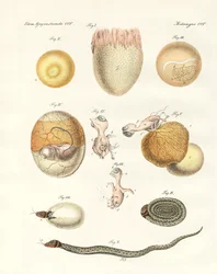 Evoluzione di galline, piccioni e serpenti dalle uova