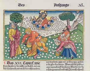 Esodo 16, 13-22: Dio fornisce quaglie e manna agli Israeliti, dalla Bibbia di Norimberga (Biblia Sacra Germanaica)