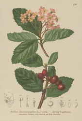 Sorbo falso nespolo (Sorbus chamaemespilus)