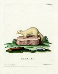 Furetto