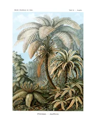 Filicinae