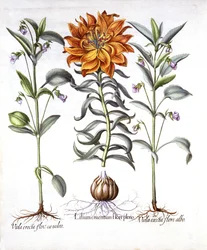 Giglio di fuoco e viola, da Hortus Eystettensis, di Basil Besler, pub. 1613